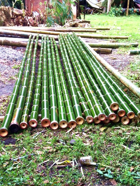 Bambu Guadua - Angustifolia Bambu Guadua - Angustifolia