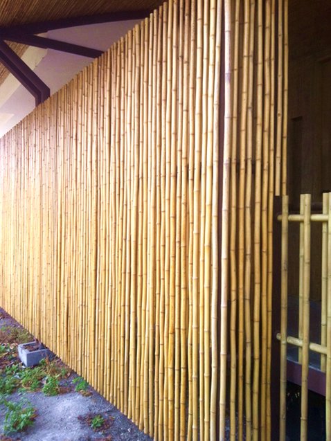 Bambú Aurea Phyllostachys Bambú Aurea Phyllostachys